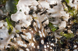 Image of Flat-fruited pelt;   Horizontal felt lichen