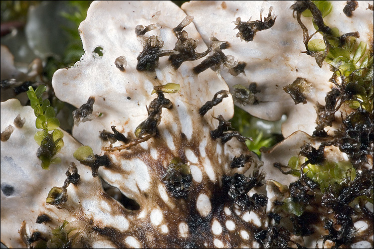 Image of Flat-fruited pelt;   Horizontal felt lichen