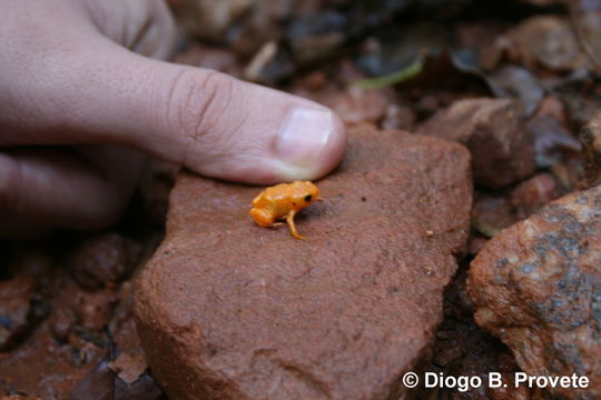 Image of Pumpkin Toadlet