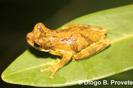 Imagem de Dendropsophus microps (Peters 1872)