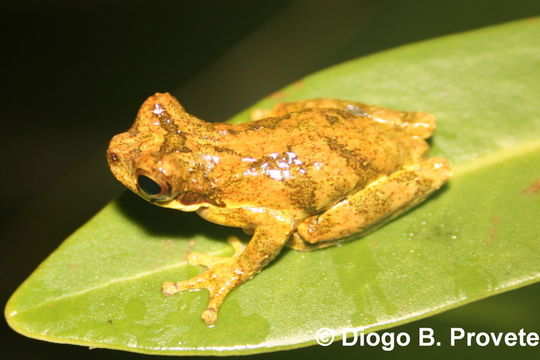 Image of Dendropsophus microps (Peters 1872)