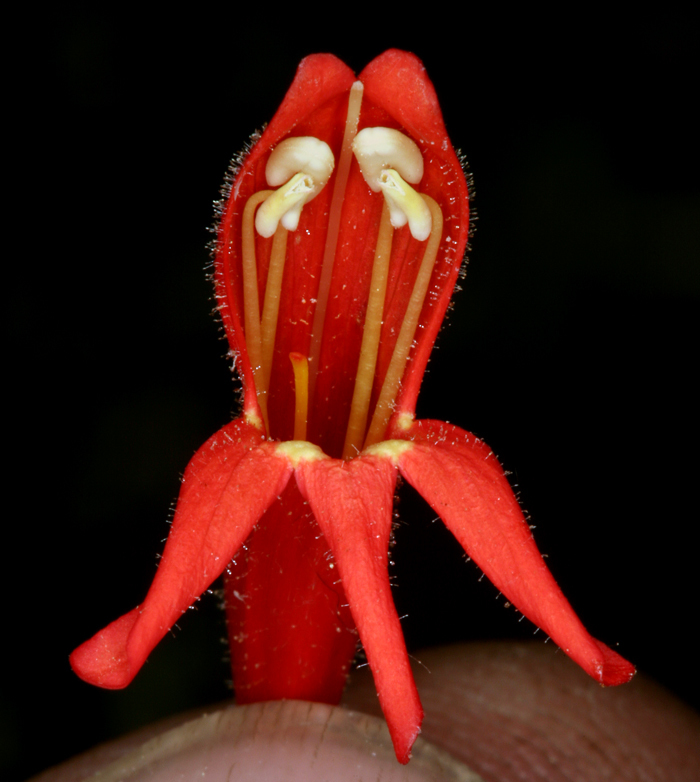 Image of Bridge penstemon