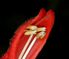 Image of Bridge penstemon