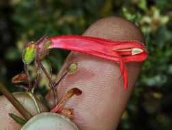 Image of Bridge penstemon