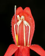 Image of Bridge penstemon