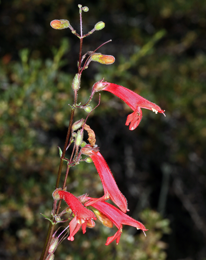 Image of Bridge penstemon