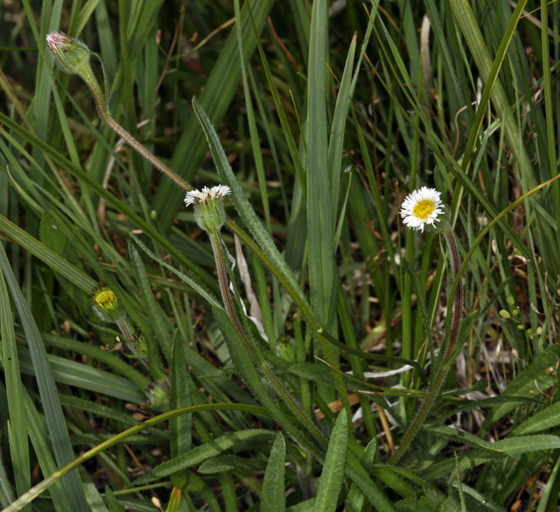 Image de Erigeron lonchophyllus Hook.