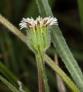 Image de Erigeron lonchophyllus Hook.