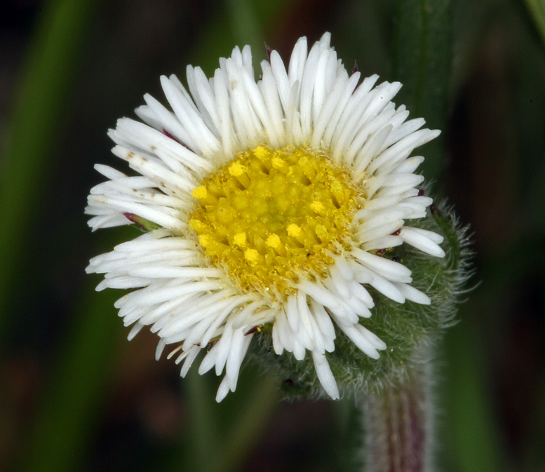 Image de Erigeron lonchophyllus Hook.