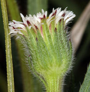 Image de Erigeron lonchophyllus Hook.