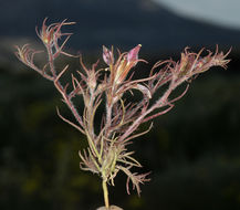 صورة Cordylanthus kingii subsp. helleri (Ferris) T. I. Chuang & L. R. Heckard