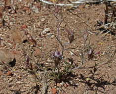 صورة Cordylanthus kingii subsp. helleri (Ferris) T. I. Chuang & L. R. Heckard