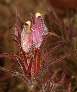 Image of Heller's bird's-beak