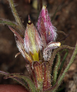 Image of Heller's bird's-beak