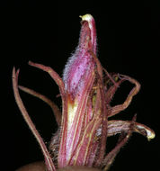 صورة Cordylanthus kingii subsp. helleri (Ferris) T. I. Chuang & L. R. Heckard