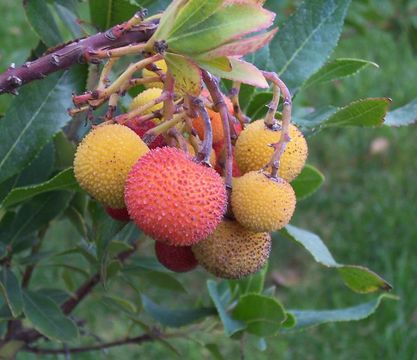 Image of strawberry tree