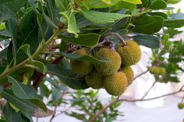 Image of strawberry tree