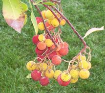 Image of strawberry tree