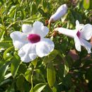 Image de Pandorea jasminoides (Lindl.) Schumann