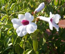 Imagem de Pandorea jasminoides (Lindl.) Schumann