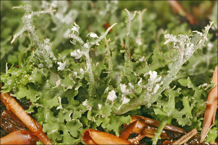 Image of cup lichen