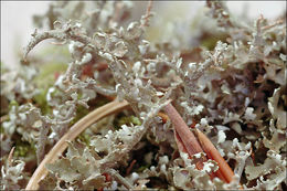 Image of cup lichen