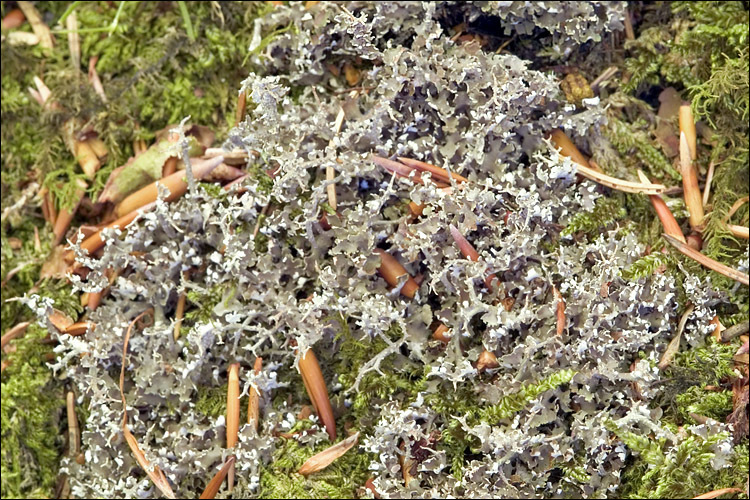 Image of cup lichen