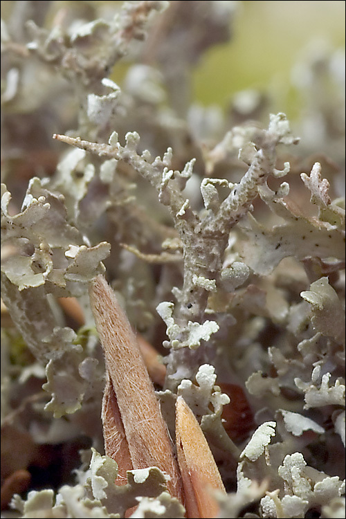 Image of cup lichen