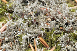 Image of cup lichen