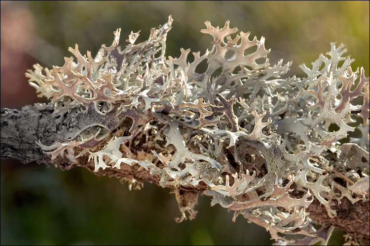 Image of Pseudevernia furfuracea (L.) Zopf