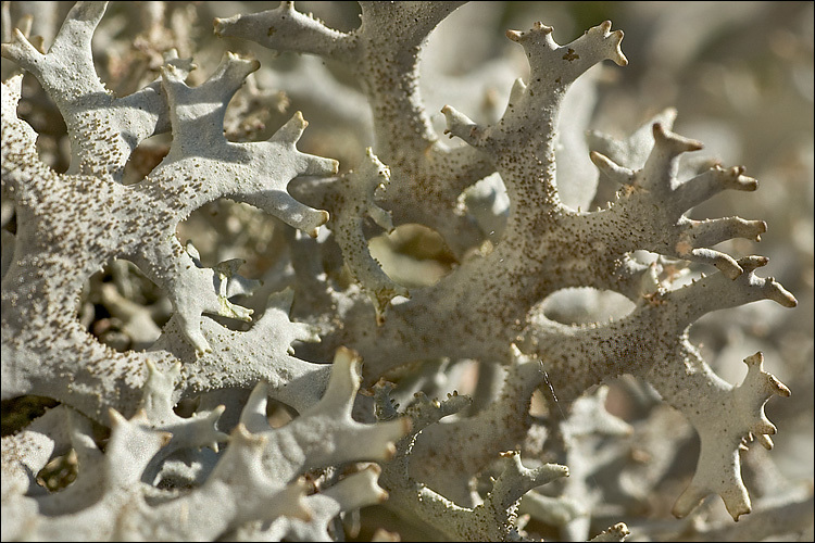 Image of Pseudevernia furfuracea (L.) Zopf