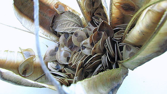 Image de Aristolochia labiata Willd.