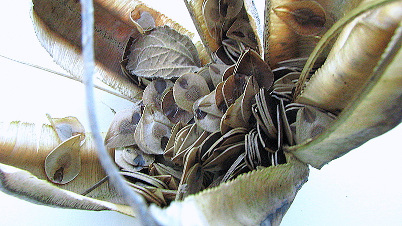 Image of mottled dutchman's pipe