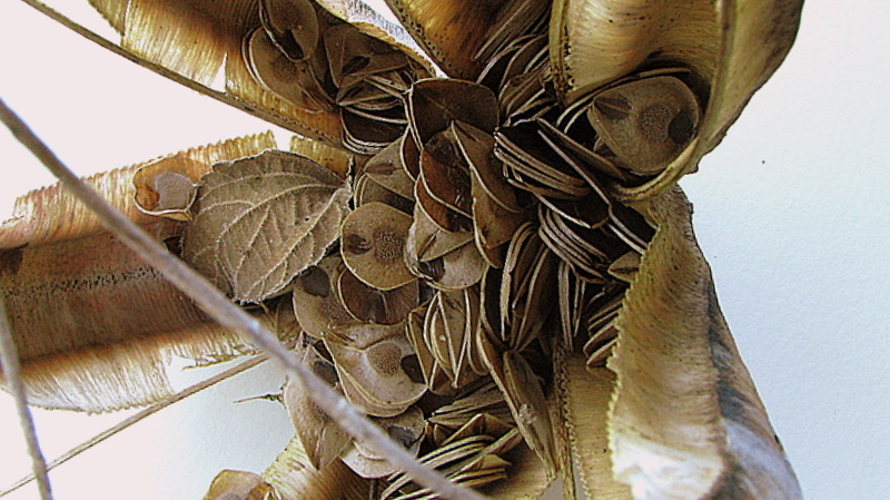 Image of mottled dutchman's pipe