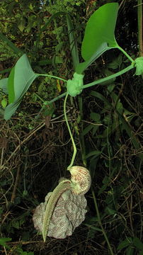 Plancia ëd Aristolochia labiata Willd.