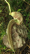 Image de Aristolochia labiata Willd.