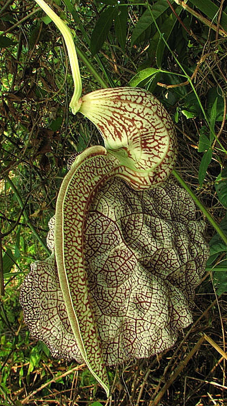 Image of mottled dutchman's pipe