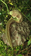 Image of mottled dutchman's pipe