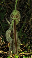 Image de Aristolochia labiata Willd.