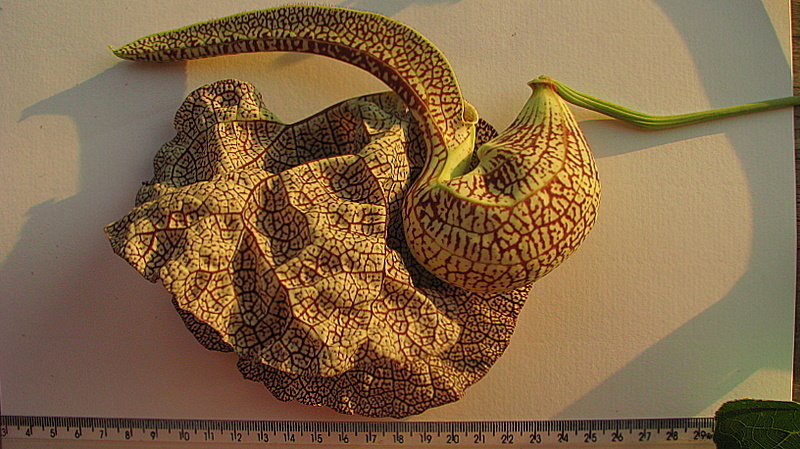 Image of mottled dutchman's pipe