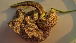 Image of mottled dutchman's pipe