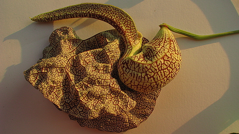 Plancia ëd Aristolochia labiata Willd.