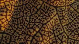 Image de Aristolochia labiata Willd.