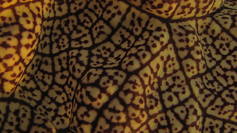 Plancia ëd Aristolochia labiata Willd.