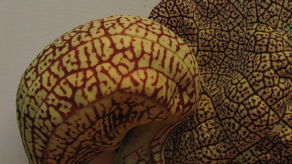 Image of mottled dutchman's pipe