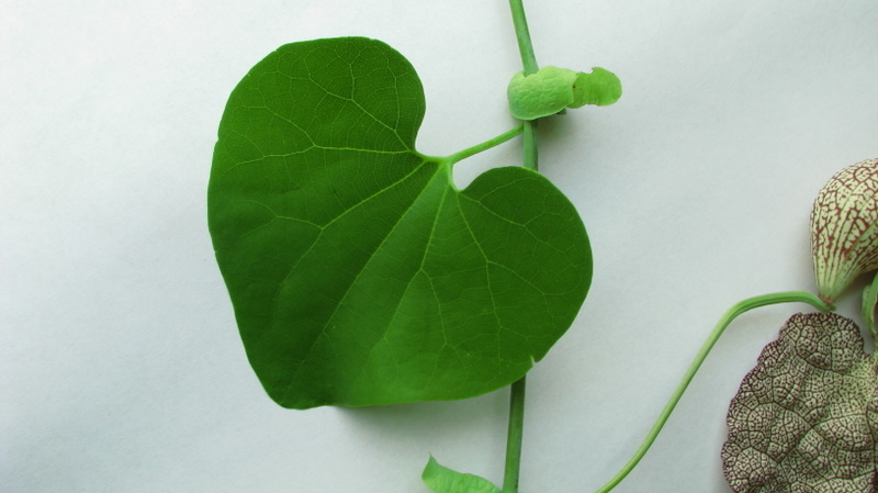 Plancia ëd Aristolochia labiata Willd.