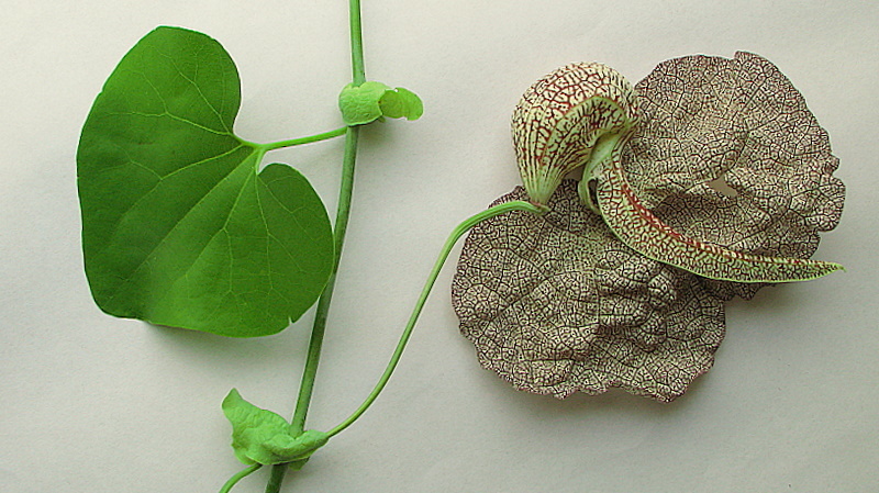 Plancia ëd Aristolochia labiata Willd.