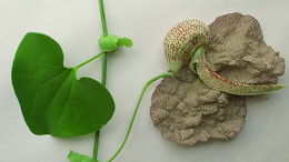 Image de Aristolochia labiata Willd.