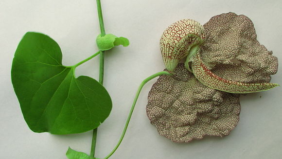 Image of mottled dutchman's pipe