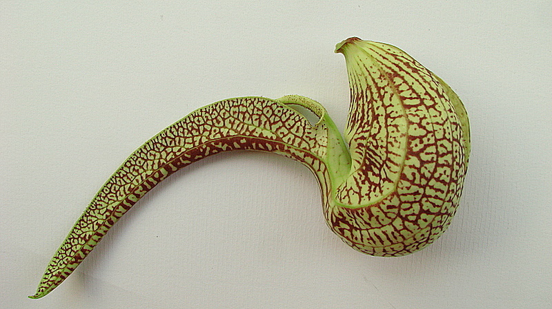 Image of mottled dutchman's pipe